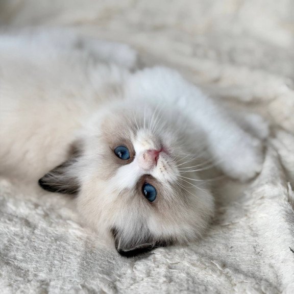 Ragdoll Rory
