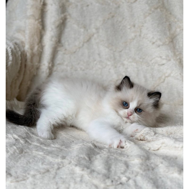 Ragdoll Rory