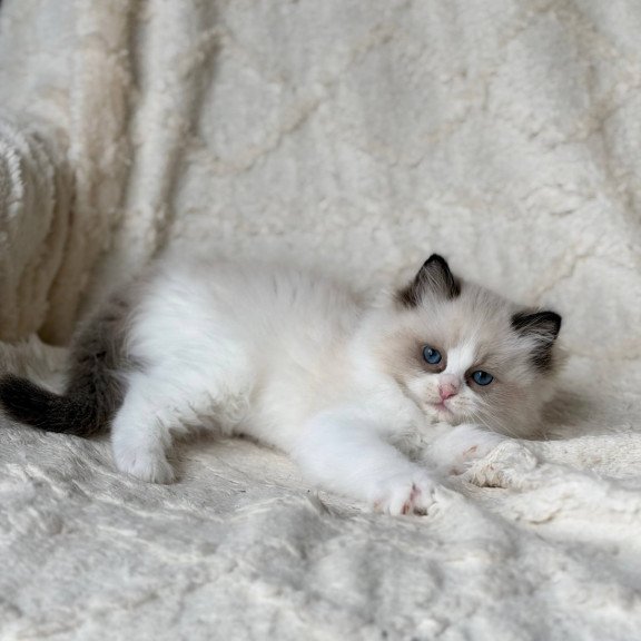 Ragdoll Rory