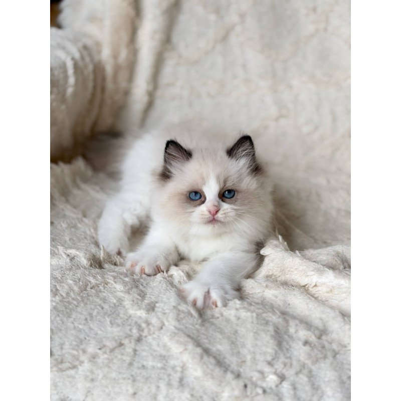 Ragdoll Rory