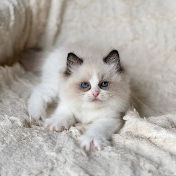 Ragdoll Rory
