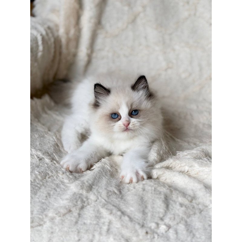 Ragdoll Rory