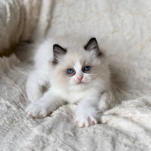 Ragdoll Rory