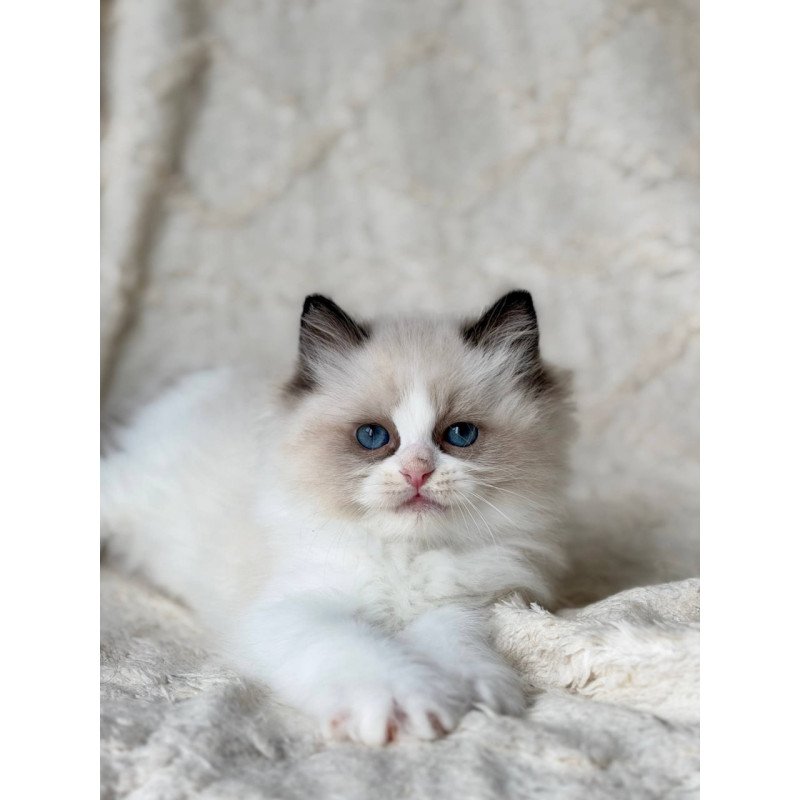 Ragdoll Rory