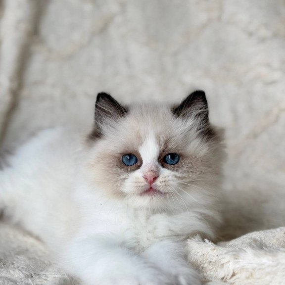 Ragdoll Rory