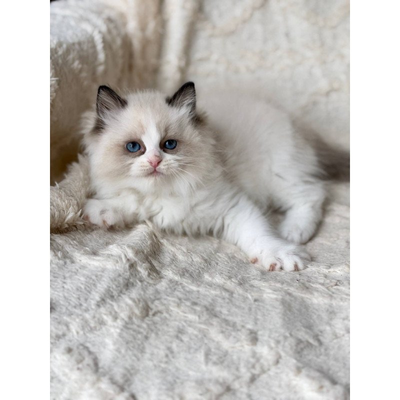 Ragdoll Rory