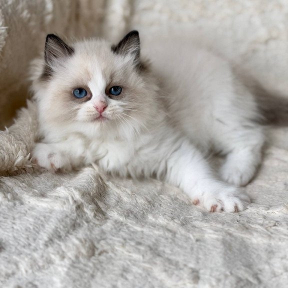 Ragdoll Rory