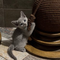 Russian Blue Nairn