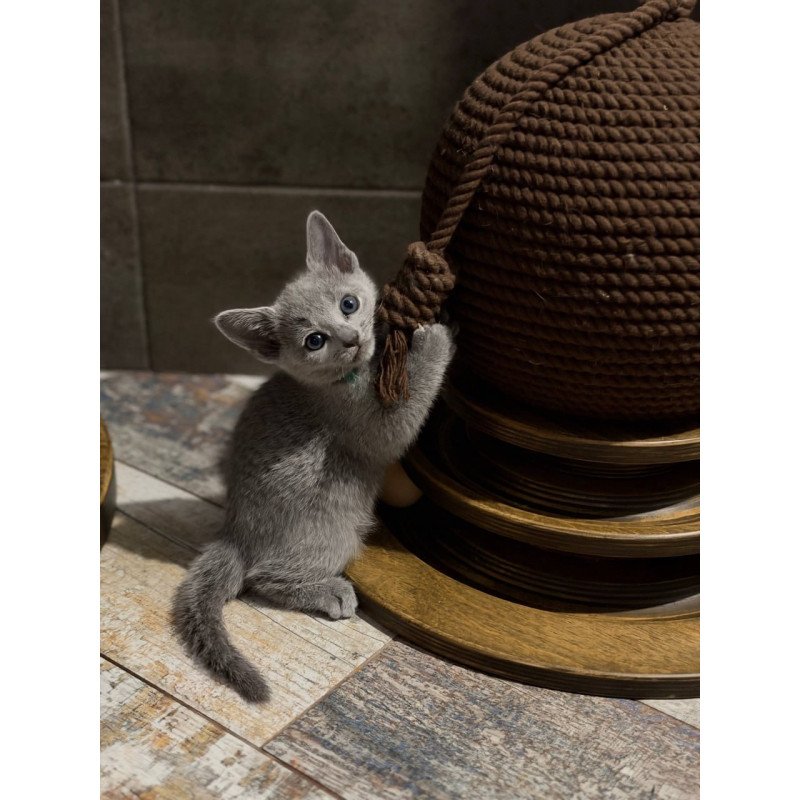 Russian Blue Nairn