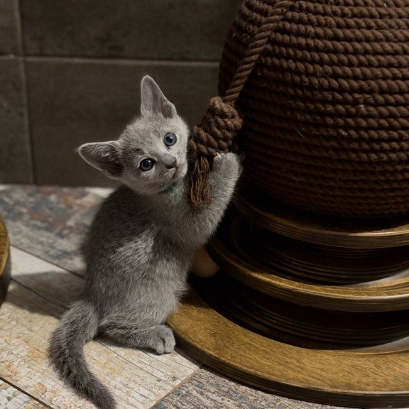 Russian Blue Nairn