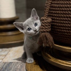 Russian Blue Nairn