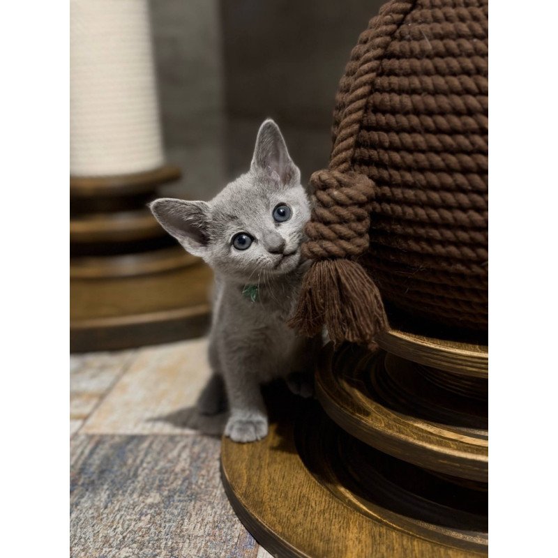 Russian Blue Nairn