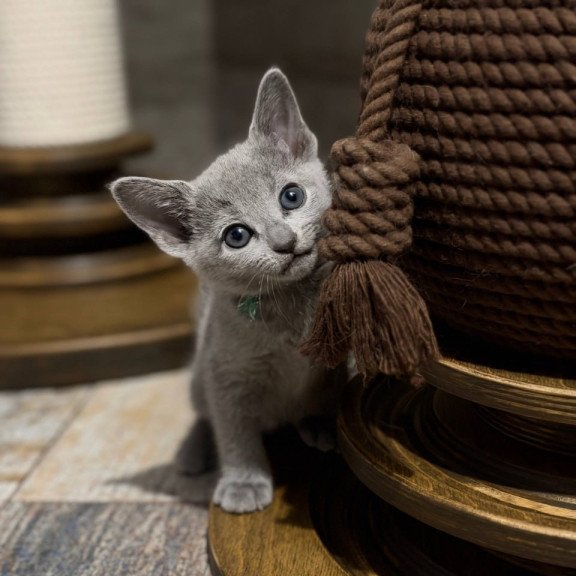 Russian Blue Nairn