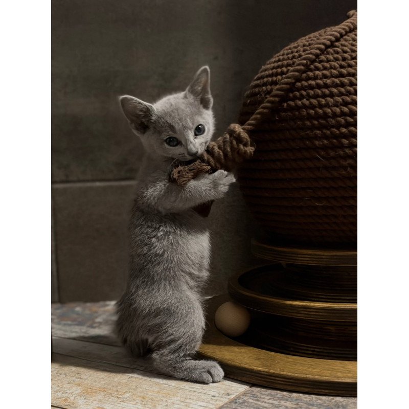 Russian Blue Nairn