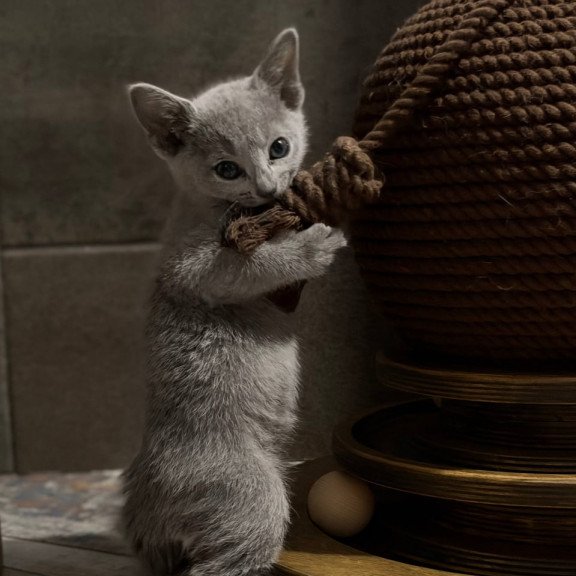 Russian Blue Nairn