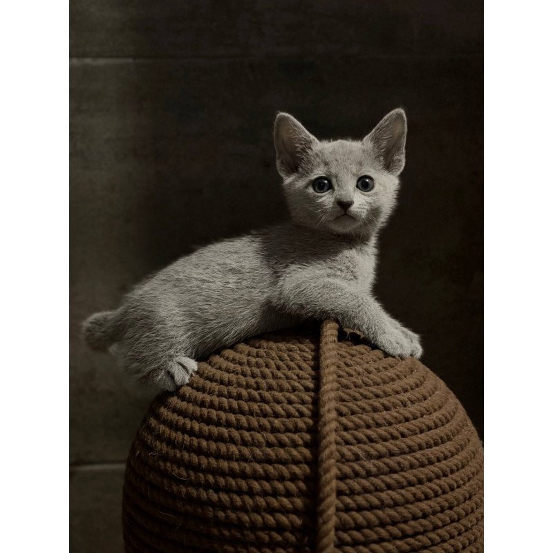 Russian Blue Nairn