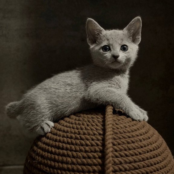 Russian Blue Nairn
