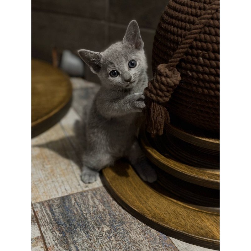Russian Blue Nairn