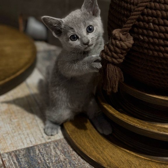 Russian Blue Nairn