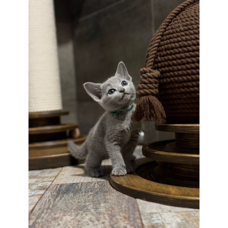 Russian Blue Nairn
