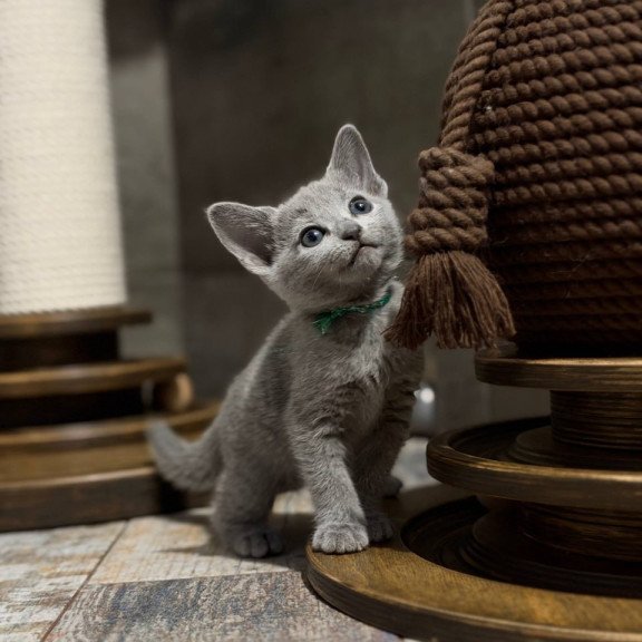 Russian Blue Nairn