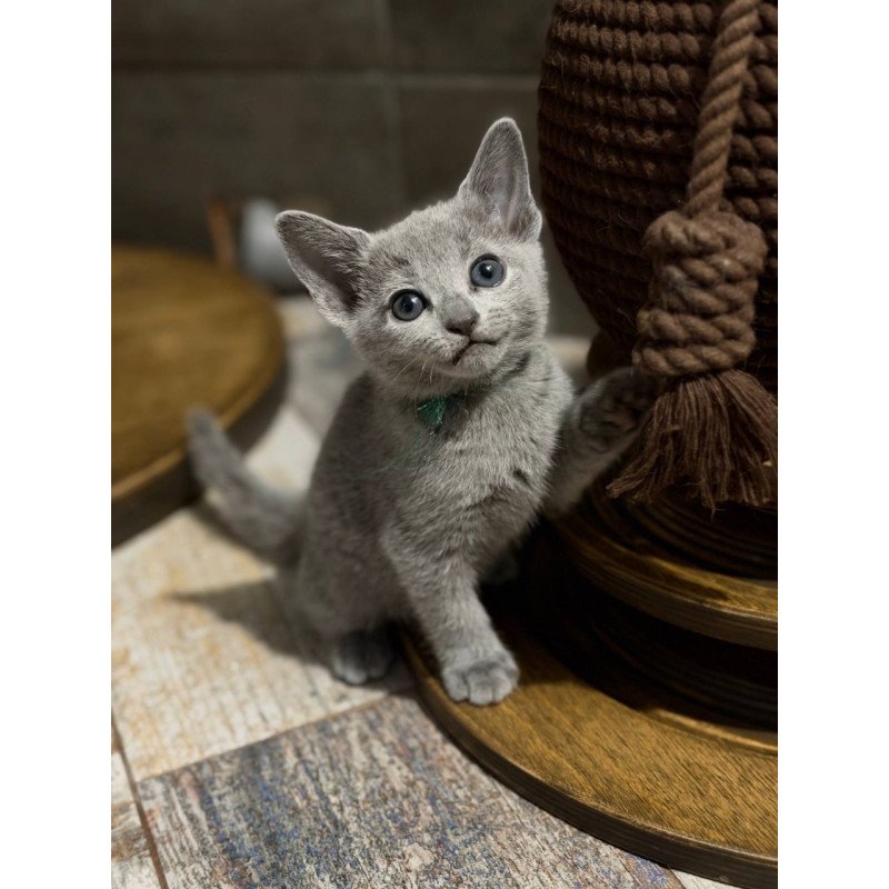Russian Blue Nairn
