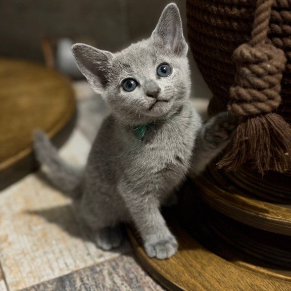Russian Blue Nairn