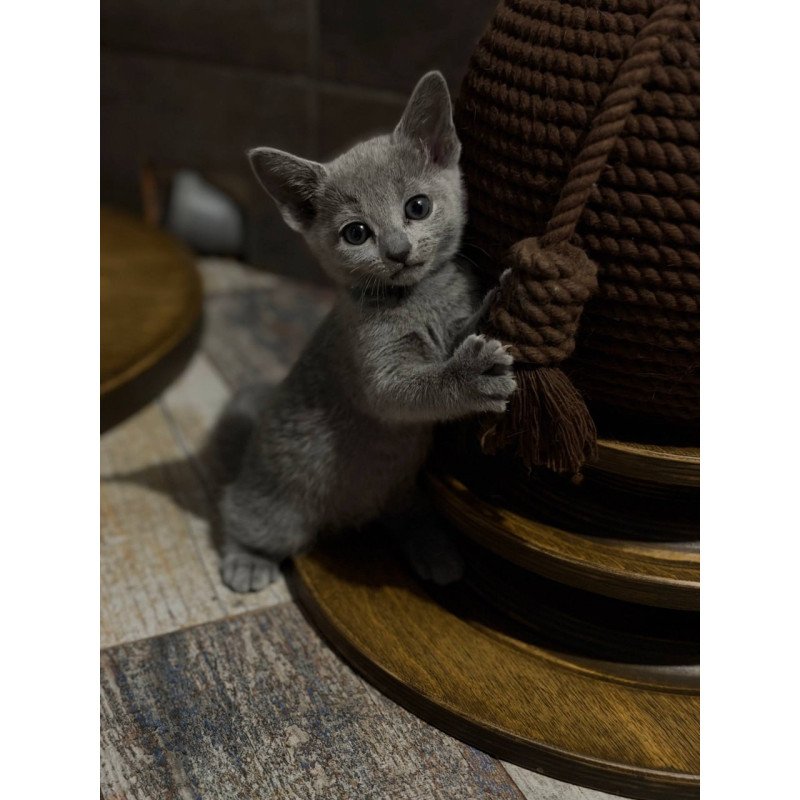 Russian Blue Nairn