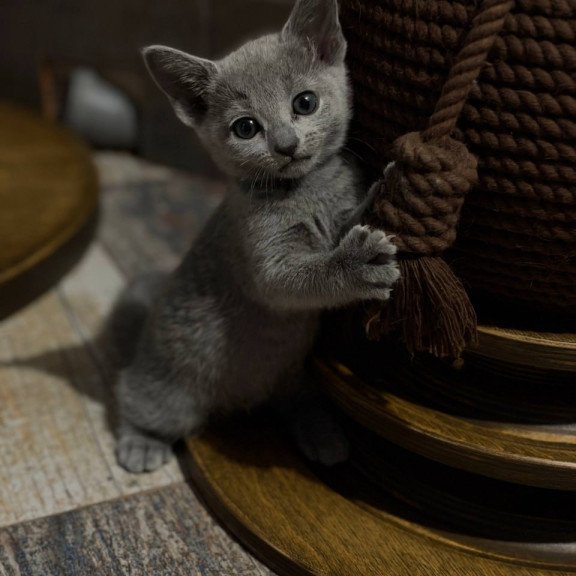 Russian Blue Nairn