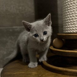 Russian Blue Neil