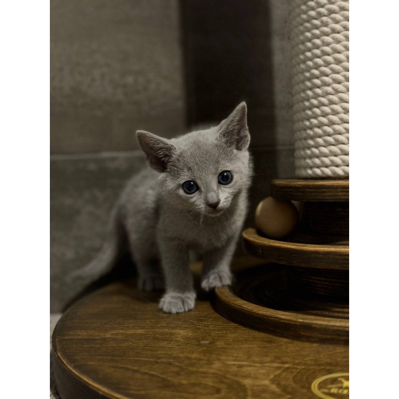 Russian Blue Neil