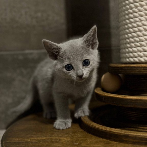 Russian Blue Neil