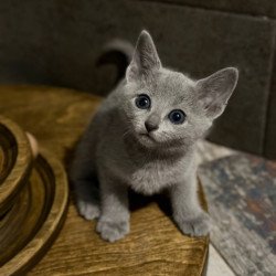 Russian Blue Neil