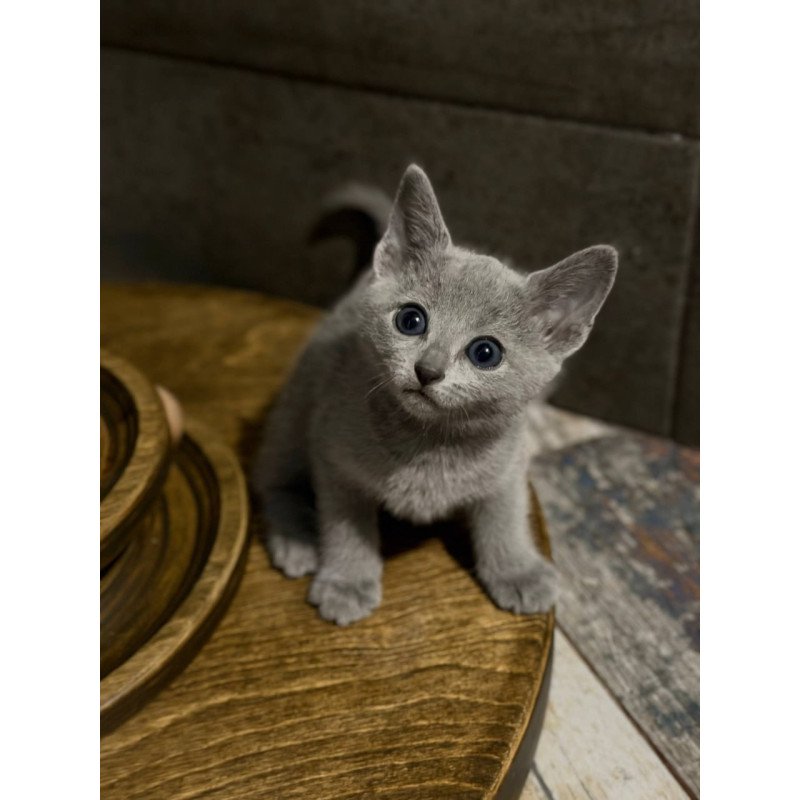Russian Blue Neil