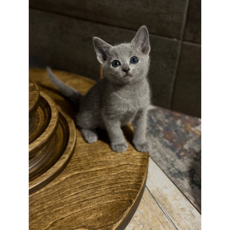 Russian Blue Neil