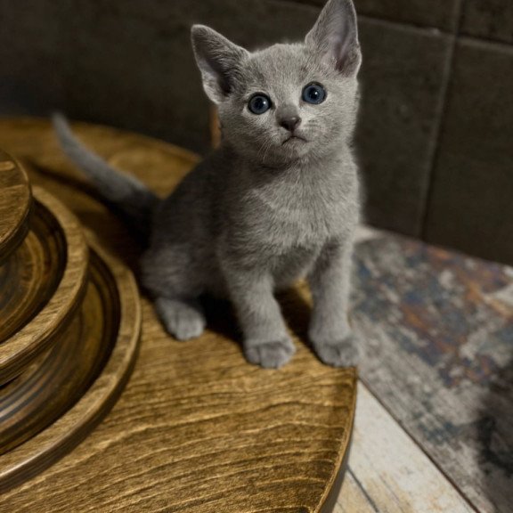 Russian Blue Neil