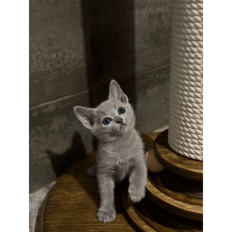 Russian Blue Neil