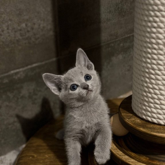Russian Blue Neil
