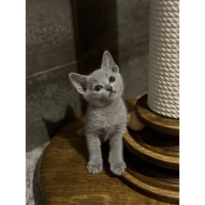 Russian Blue Neil