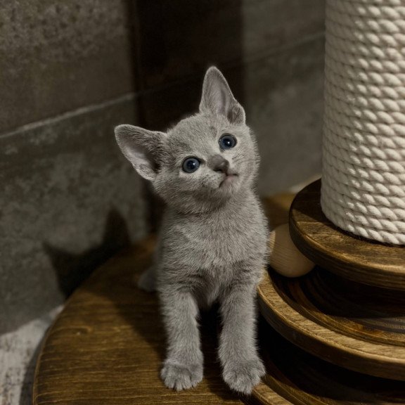 Russian Blue Neil