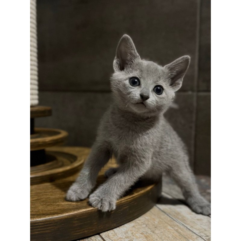 Russian Blue Neil