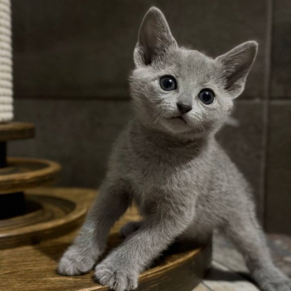 Russian Blue Neil