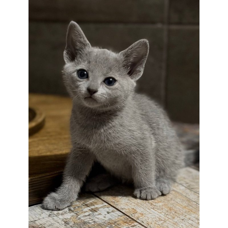 Russian Blue Neil