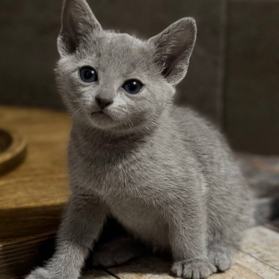 Russian Blue Neil
