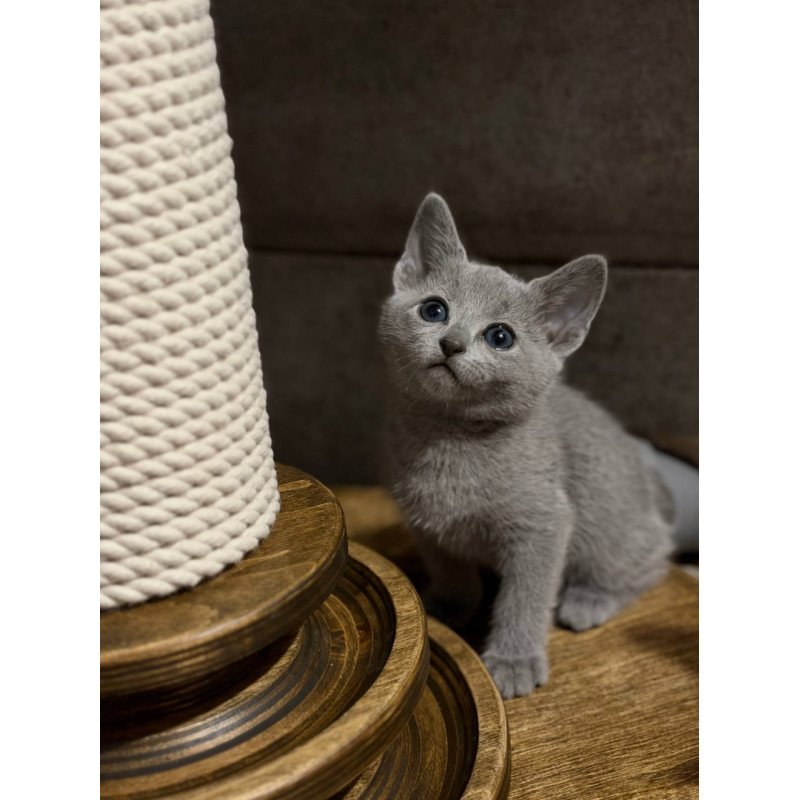 Russian Blue Neil