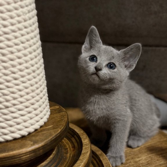 Russian Blue Neil