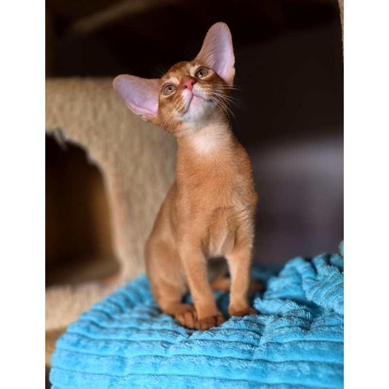 Abyssinian AP Richi