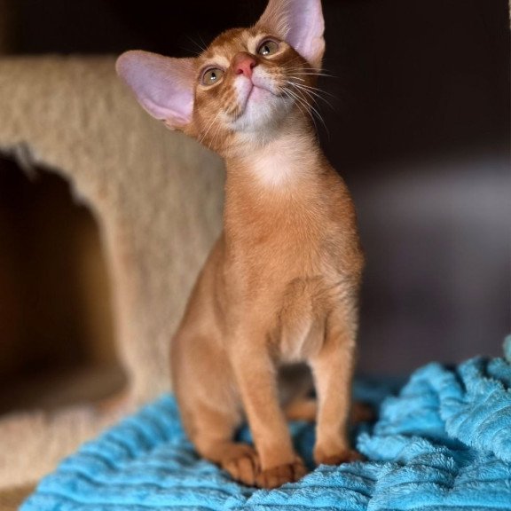 Abyssinian AP Richi