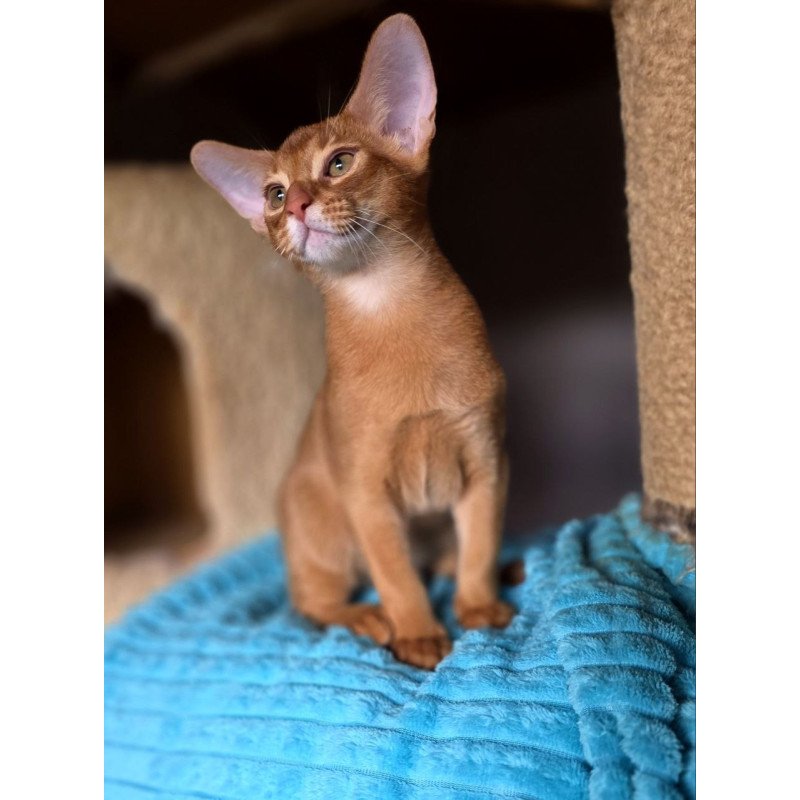 Abyssinian AP Richi