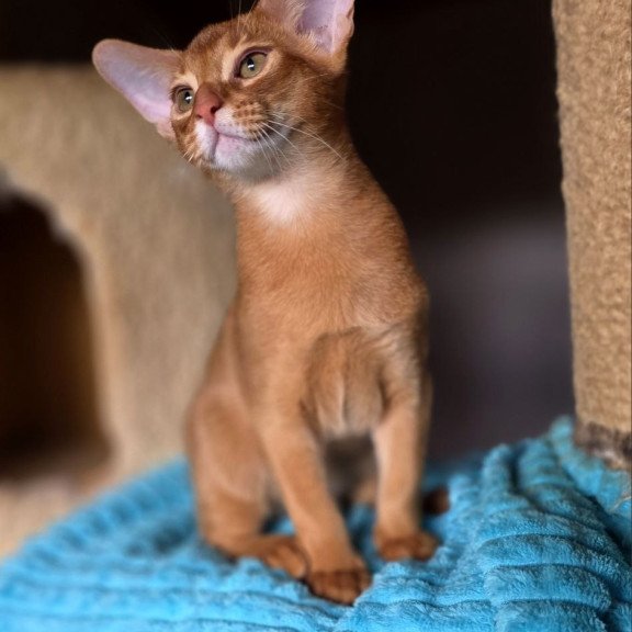 Abyssinian AP Richi